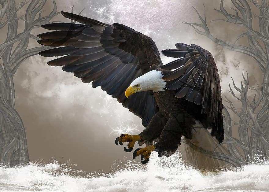 Білоголовий орлан, птах, хижак, дикої природи, природи, американський, символ, орел, що летить, пір'я, мисливець, величний
