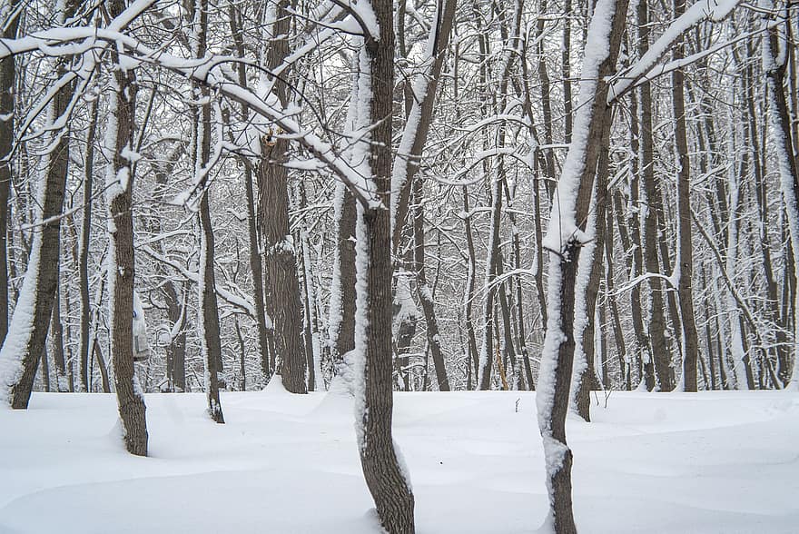 snø, vinter, trær, snøfonn, skog, skogen, kald, frost, natur, snelandskap, tre