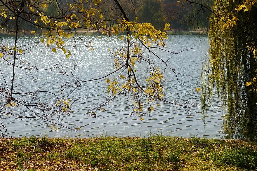 jezero, podzim, park, řeka, krajina, voda, slunný, stromy