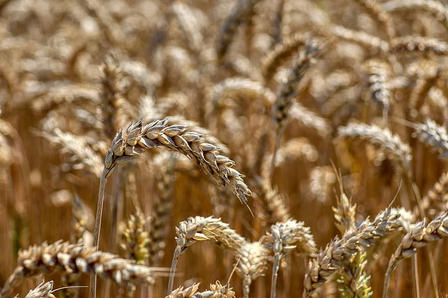 champ, grain, céréale, champ d'orge, champ de blé, agriculture, la nature, été, pointe