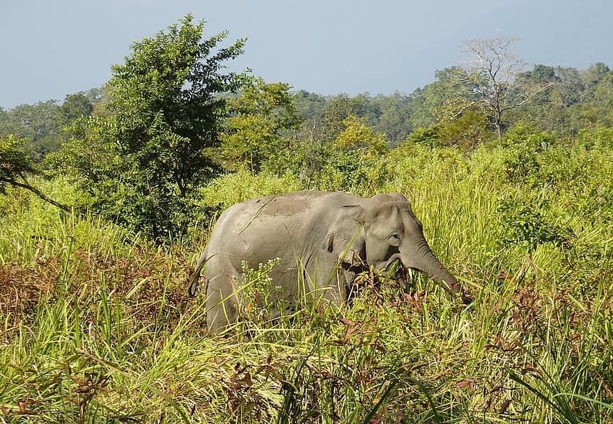 olifant, Indische olifant, Elephas Maximus Indicus, dier, zoogdier, dieren in het wild, dikhuidige, Manas, Nationaal Park