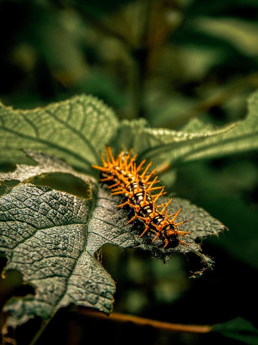 Caterpillar, Insect, Leaf, Animal, Larva, Eating, Crawl, Plant, Forest, Garden, Nature