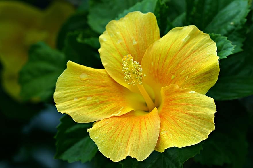 hibiscus, gele hibiscus, gele bloem, tuin-, bloem, flora, blad, detailopname, fabriek, geel, bloemblad