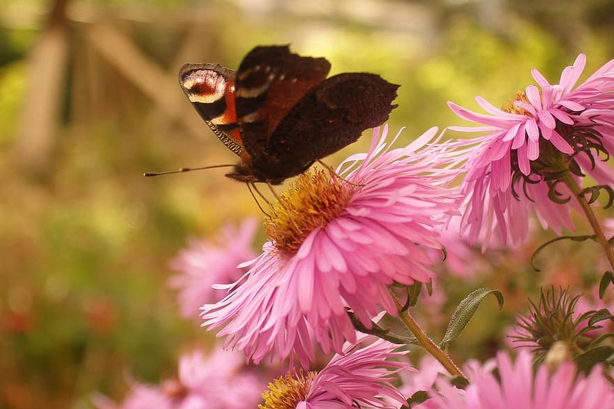 Schmetterling, Blumen, bestäuben, Bestäubung, Insekt, geflügeltes Insekt, Schmetterlingsflügel, blühen, Flora, Fauna, Natur