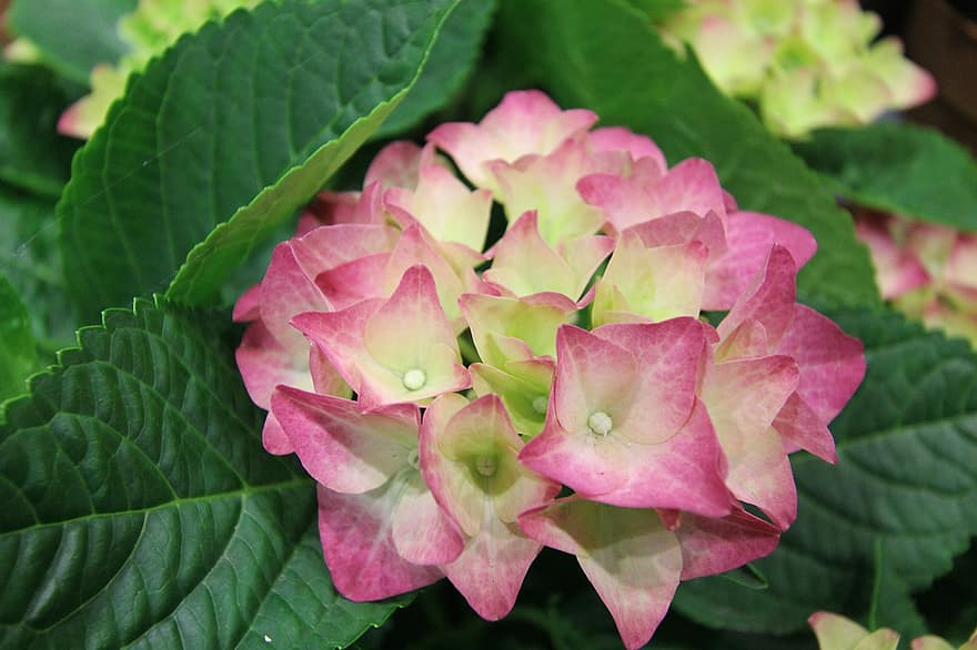 Flowers, French Hydrangea, Garden, Bloom, Petals, Blossom, Botany, Plant, leaf, close-up, pink color