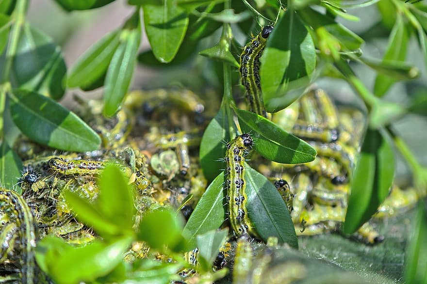 Caterpillar, Worm, Boxwood Borer, Borer, Butterfly Caterpillar, Animal, Leaves, Foliage