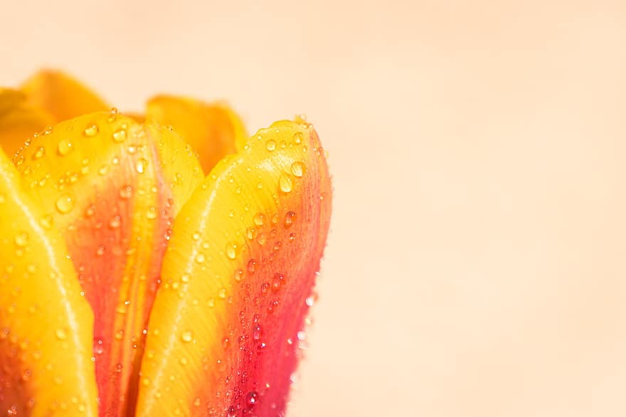 tulipán, flor, gotas de rocío, macro, copia espacio, de cerca, naturaleza, primavera, floración, flora, pétalo