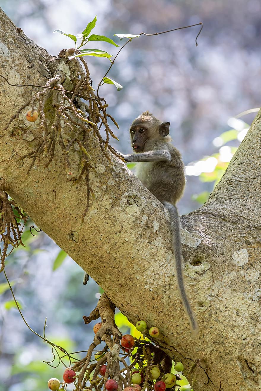 Monkey, Primate, Macaca Fascicularis, Tree, Branch, Mammal, Animal, Sitting, Wildlife, Nature, Tropical