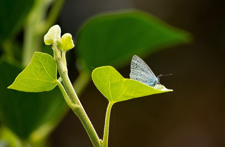 Celastrina Argiolus, boomblauwtje, бабочка, синий, овощной, листья, плющ, Hedera, ошибка, Флора, сад