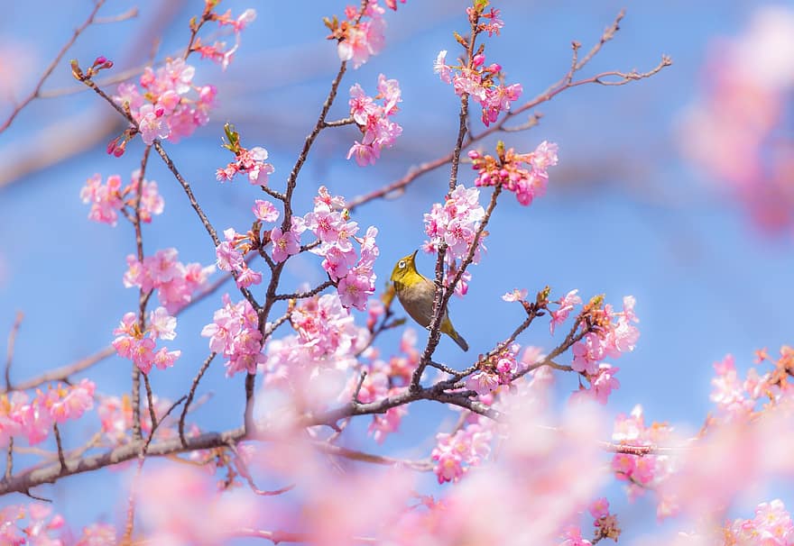 bunga-bunga, bunga sakura, cabang, bunga-bunga merah muda, sakura, burung-burung, musim semi