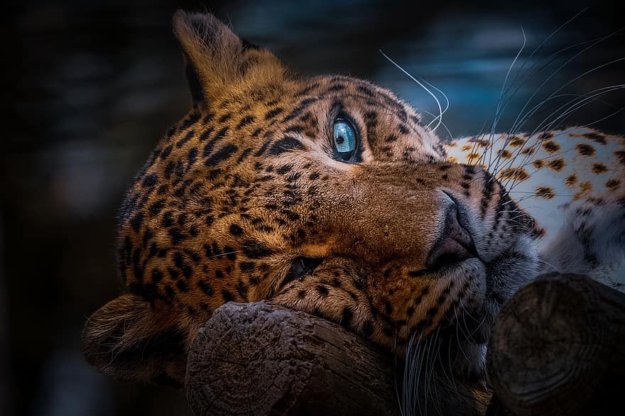 leopard, zvíře, volně žijících živočichů, Příroda, relaxace, ohromující, letní