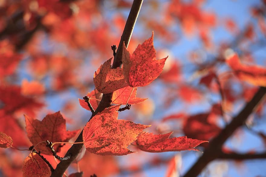 листья, ветка, падать, листва, яркий, осень, Солнечный лучик, дерево, лес, природа, боке