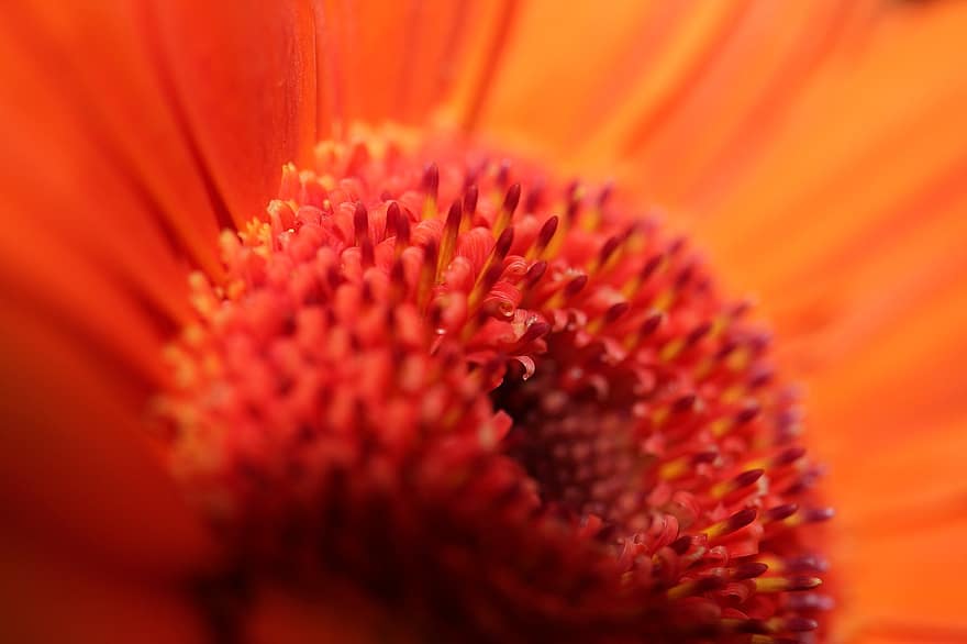 nektar, çiçek, bitki, Turuncu çicek, polenler, Çiçek açmak