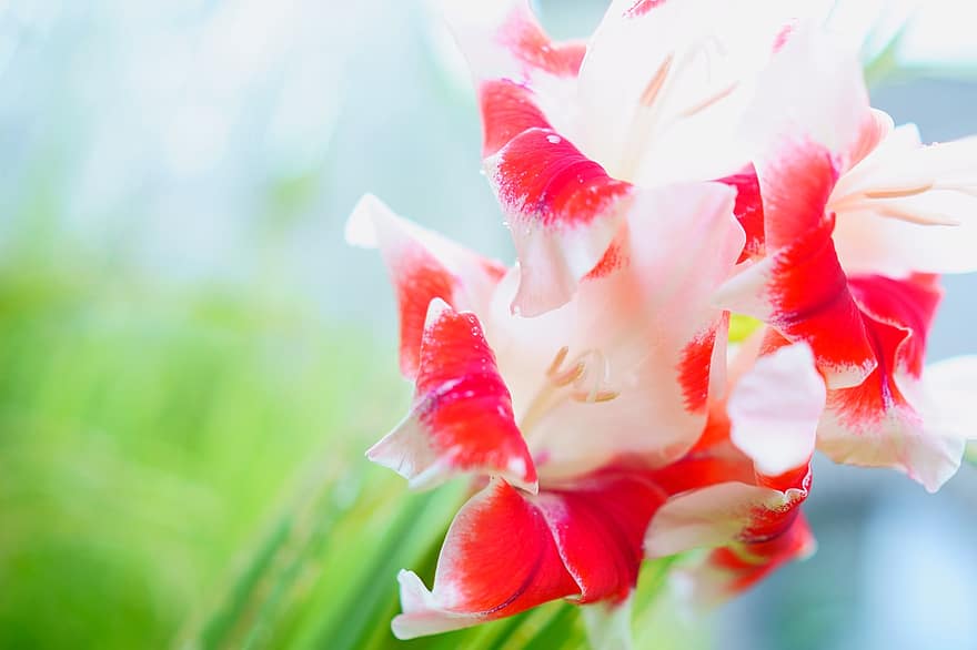 gladiolus, blomster, flor, blomstre, kronblade, Gladiolus kronblade, flora, plante, natur