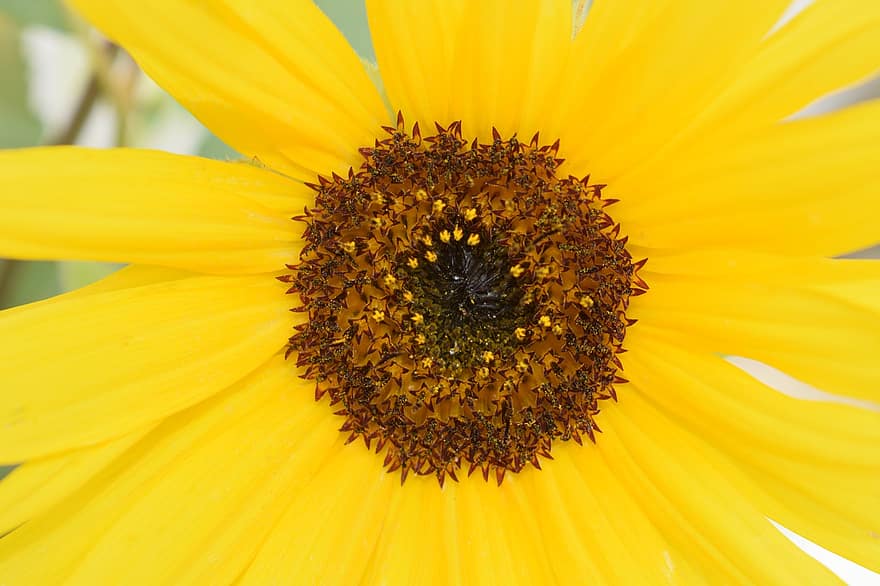 bunga matahari, bunga, bunga kuning, menanam, flora, berkembang, mekar, kelopak, bunga yang indah