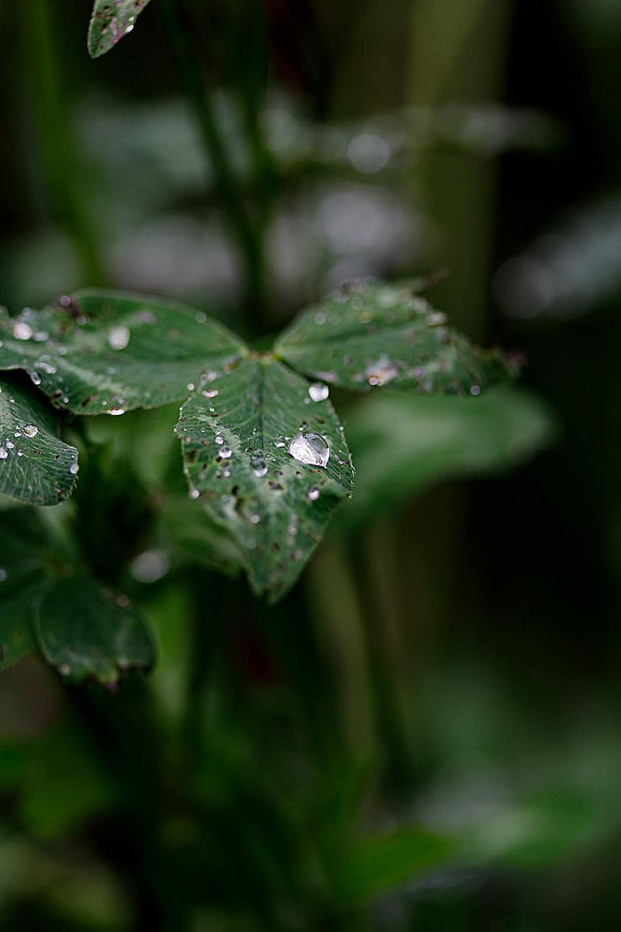 regndråber, dug dråber, regnfuld, vand, våd, planter, blade, løv, grøn, tæt på, dug