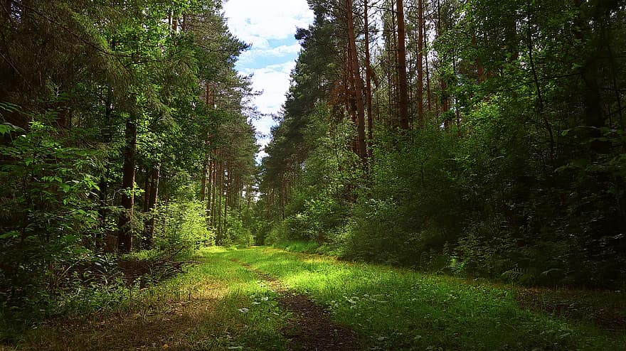 skogsvägen, sommar, bort, skog, grön, träd, promenad, trä, körfält, glänta, spår