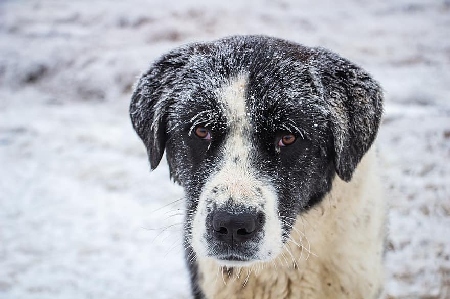 hund, vinter, gjeterhund, snø, fårhund, canine, dyr, kjæledyr, søt, rasehunden, husdyr