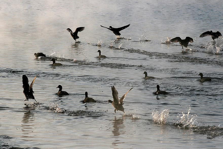 птици, езеро, вода, животни в дивата природа, летене, клюн, перце, патица, езерце, водна птица, син
