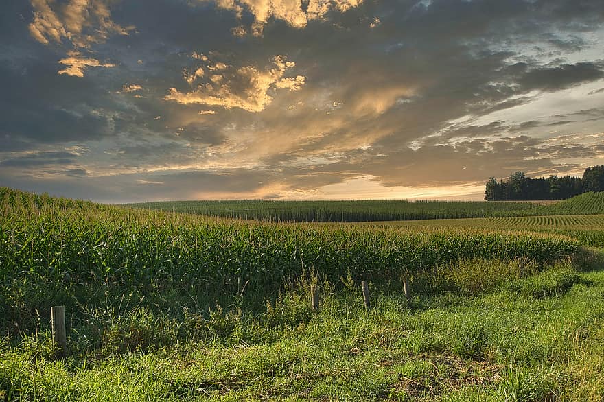 kukurūzų laukas, lauke, pievos, žolė, debesys, vakare, Žemdirbystė, pobūdį, saulėlydis, susiliejimas