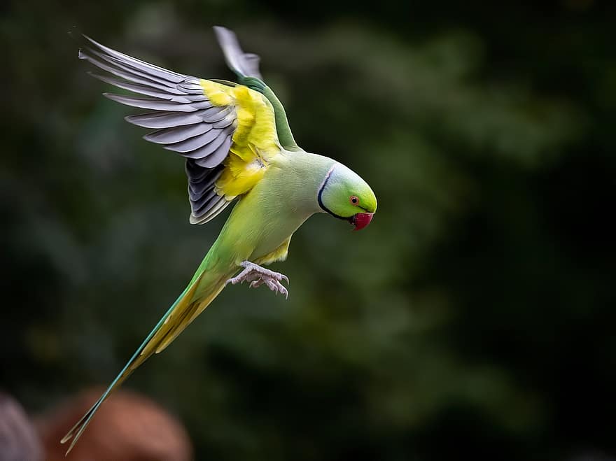 птица, малък дългоопашат папагал, орнитология, летене, вид, фауна, птичи