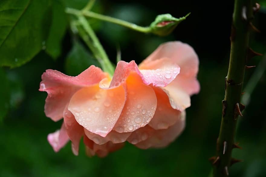 троянда, цвітіння троянди, колючки, квітка, цвітіння, рожевий, крапля дощу, крапля води, бісерний, пелюстки, краса