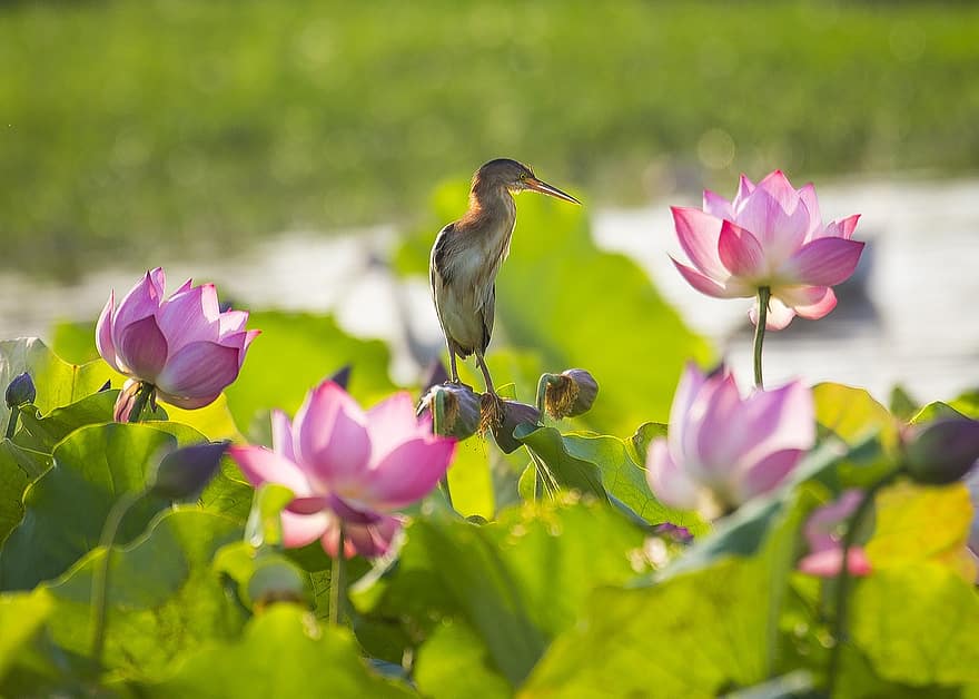pájaro, loto, las flores, Flores rosadas, plumas, plumaje, Cra, aviar, Flores de loto, floración, flor