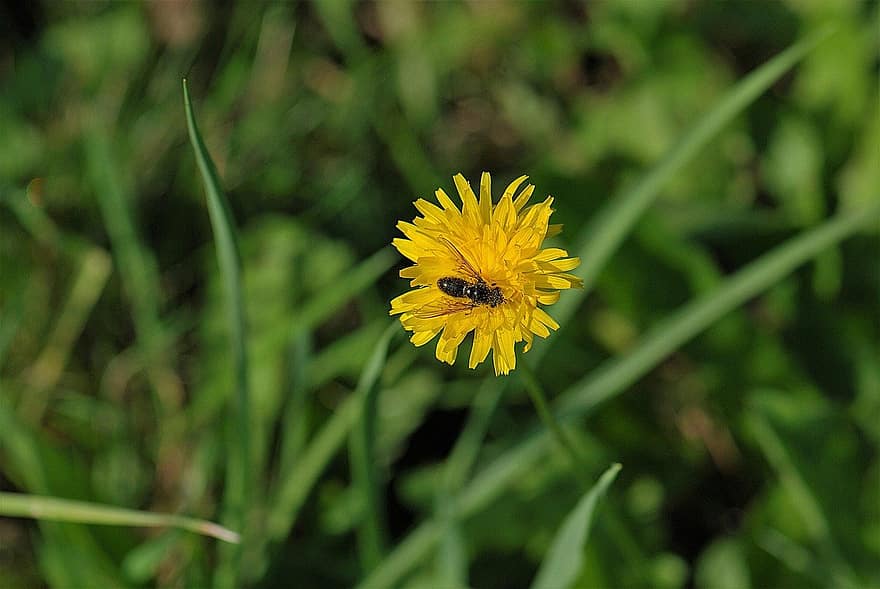 albină, insectă, poleniza