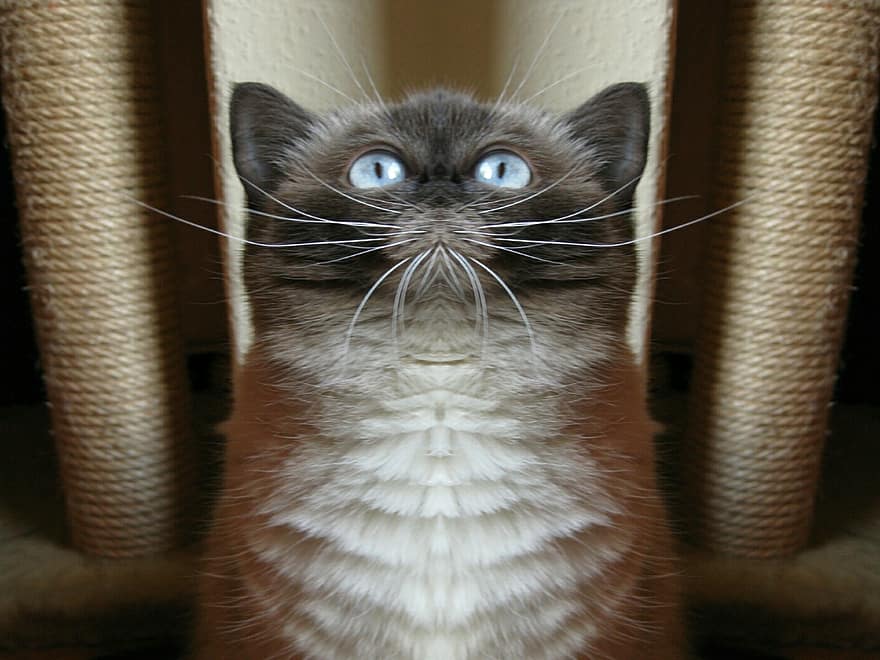 kucing, mata biru, mirroring, lucu, shorthair inggris