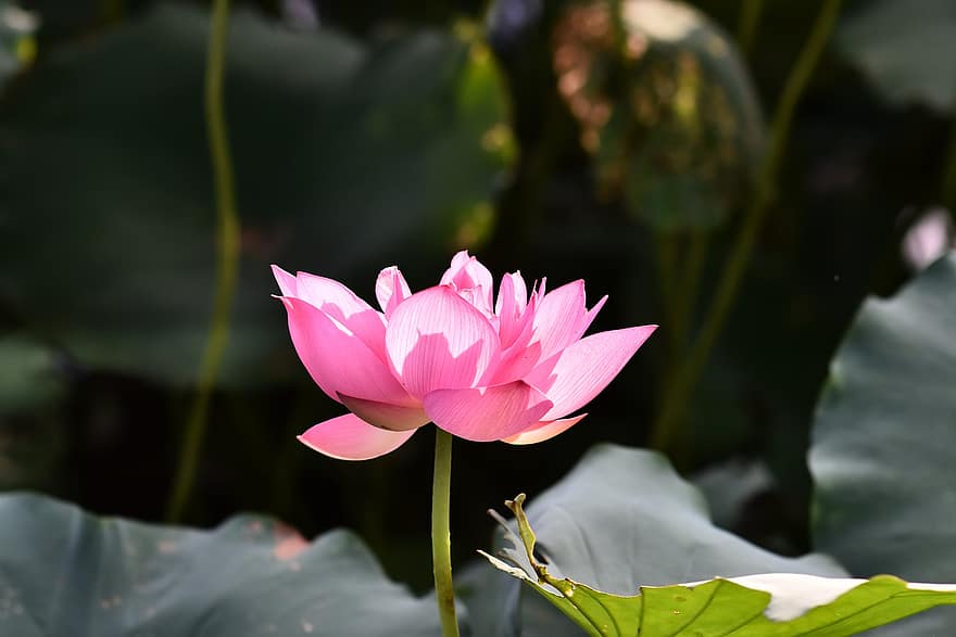 lotus, blomma, kronblad, rosa blomma, näckros, indisk lotus, helig lotus, bön av Indien, Egyptisk böna, blommande växt, vattenväxter