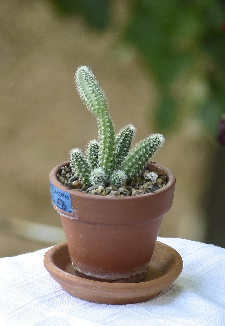 cactus, plante, Echinopsis Chamaecereus, echinopsis, pot