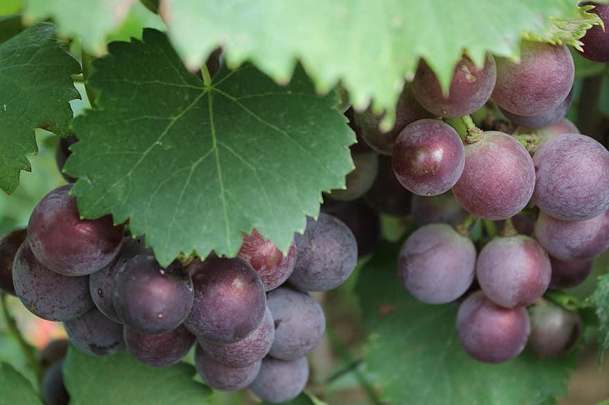 les raisins, fruits, aliments, Frais, en bonne santé, mûr, biologique, sucré, produire