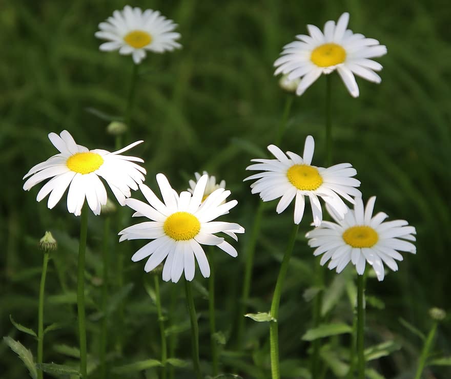 daisy, blommor, vita tusensköna, vita blommor, blomma, vita kronblad, växt, flora, närbild