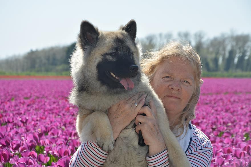 Woman, Dog, Portrait, Eurasier, Pet, Animal, Eurasier Nova, Canine, Love, Tulip Field, pets