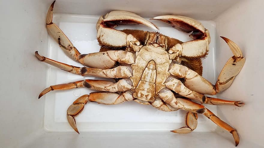 Crab, Dungeness, Seafood, Cuisine, Food, Fresh, Ocean, claw, close-up, gourmet, crustacean