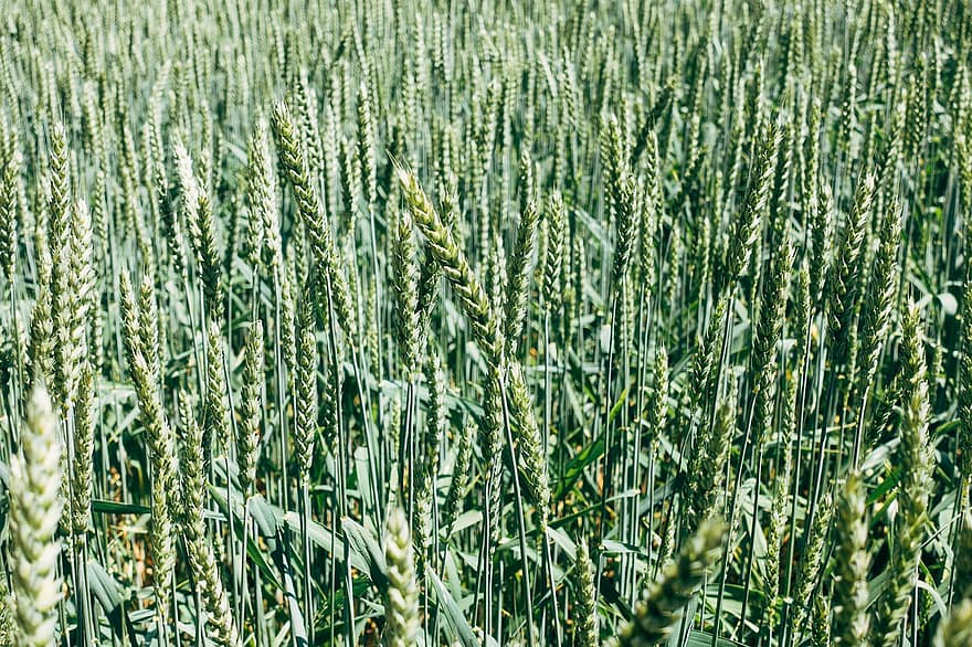 pšenice, žito, cereálie, zemědělství, pole, sklizeň, letní, ječmen, zemědělec, Příroda, obilí