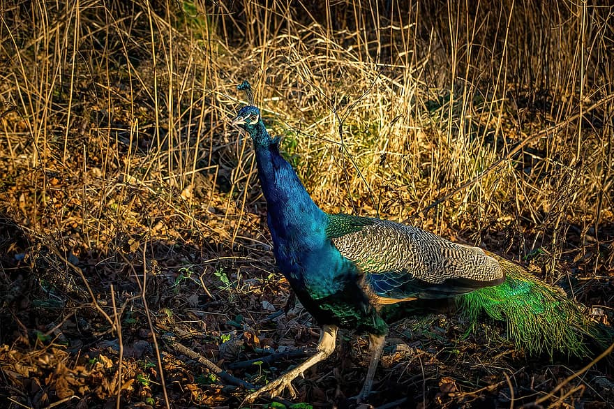 Bird, Peacock, Ornithology, Pheasant, Plumage, Wildlife, Species, Fauna, Avian