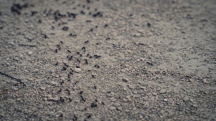 mravenci, přízemní