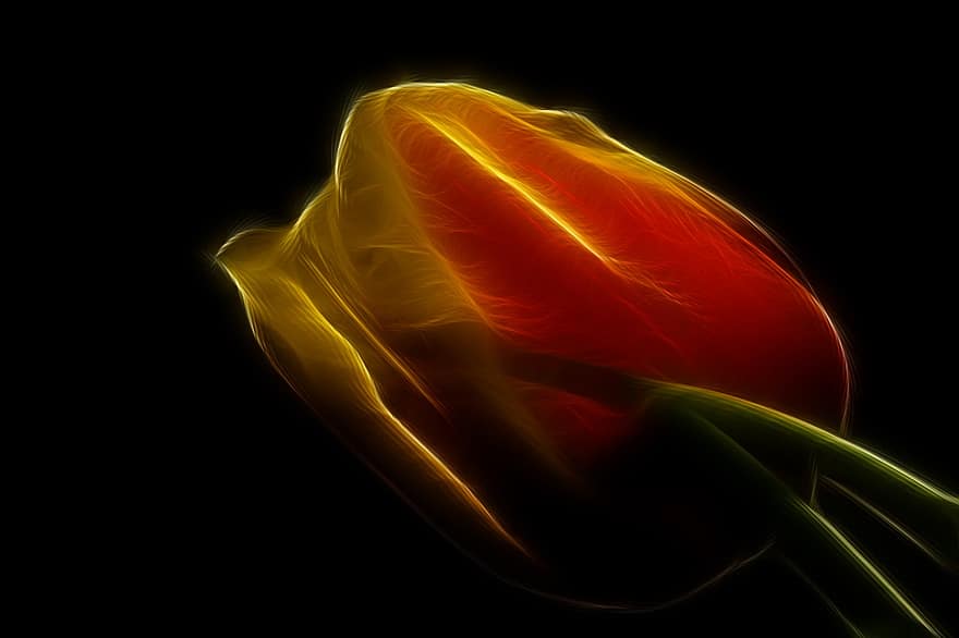 fraktály, květ, tulipán
