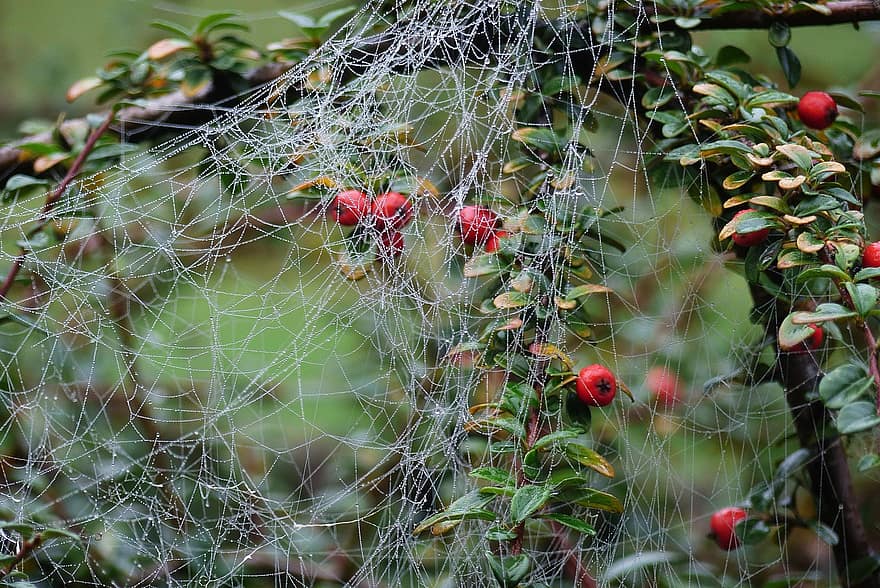 struik, web, dauw, vervloekt, fabriek, spin, detailopname, herfst, blad, spinnenweb, seizoen