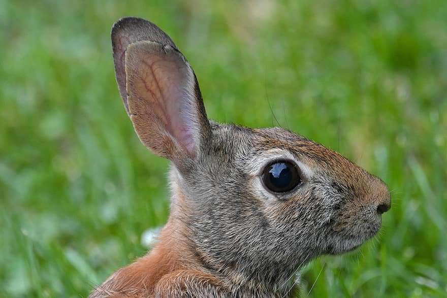 tavşan, pamuk kuyruklu tavşan, memeli, yaban hayatı, fauna, doğa