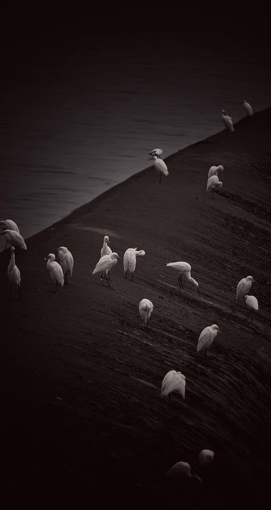 Crane, Bird, Black, Nature, Reservoir, Water, White, farm, black and white, seagull, grass