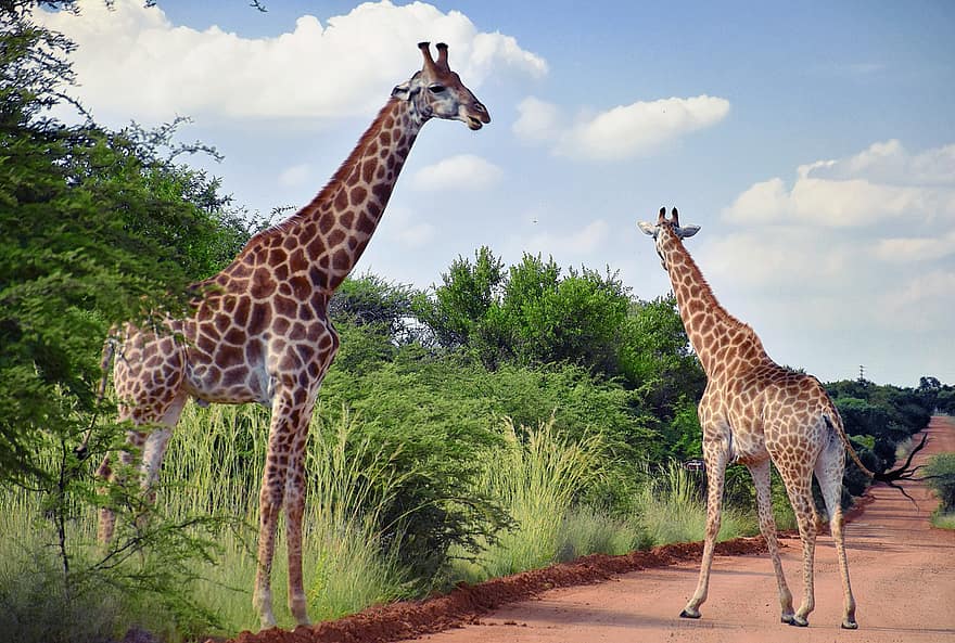 giraffer, dyr, natur, dyreliv, pattedyr, safari, langhalsede, langbent, sjiraff, Afrika, savannen