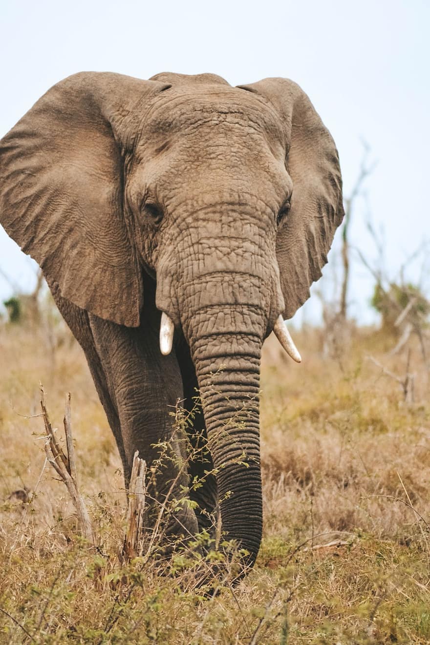 gajah, hewan, mamalia
