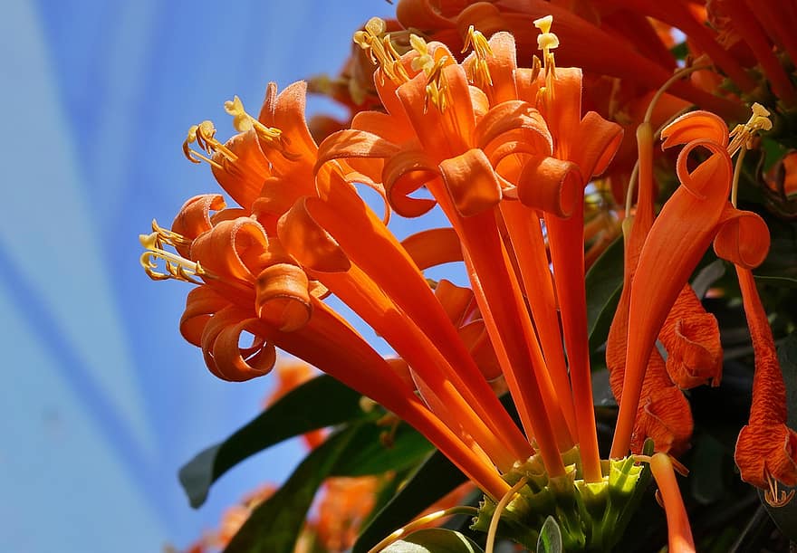 floare, Orange Trumpetvine, botanică, a inflori, inflori, natură, petale, creştere, macro, plantă, pyrostegia venusta