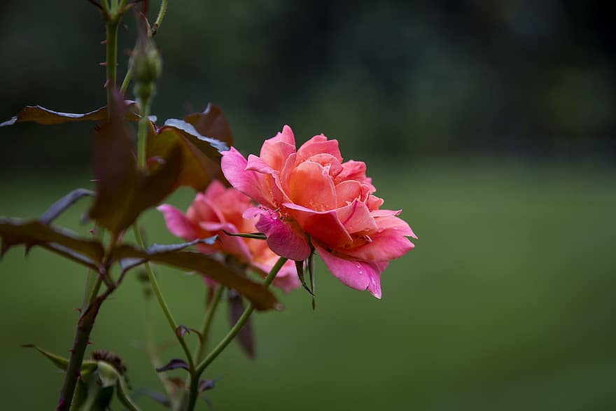 pieauga, zieds, augu, rozā roze, rasa, slapjš, rasas pilieni, rozā zieds, ziedlapiņām, pumpuru, zied