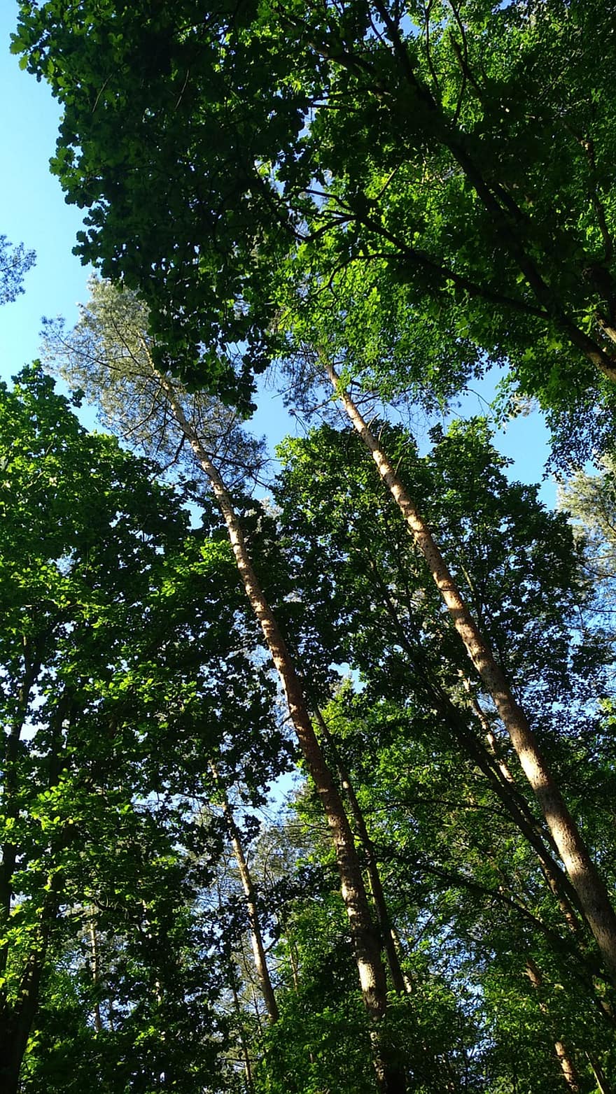 cây, Thiên nhiên, rừng, ngoài trời, hoang vu, Lá cây, mùa hè, màu xanh lục, chi nhánh, ngày, ánh sáng mặt trời