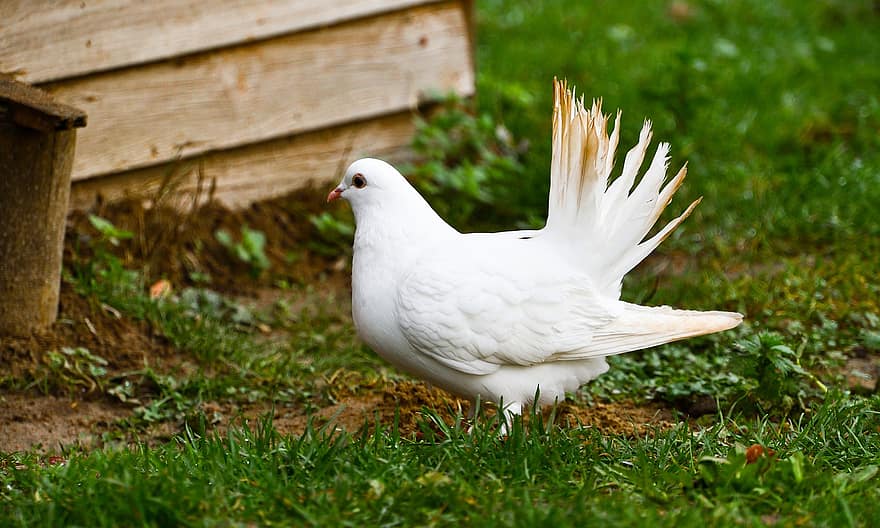 นกพิราบ, นก, ทุ่งหญ้า, นกพิราบสีขาว, สัตว์, สนาม, ธรรมชาติ, ใกล้ชิด, ขนหาง, ขน, ขนนกสีขาว