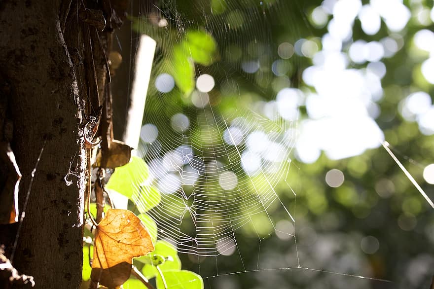Spindel, natur, webb, spindelnät, blad, närbild, höst, släppa, skog, grön färg, bakgrunder
