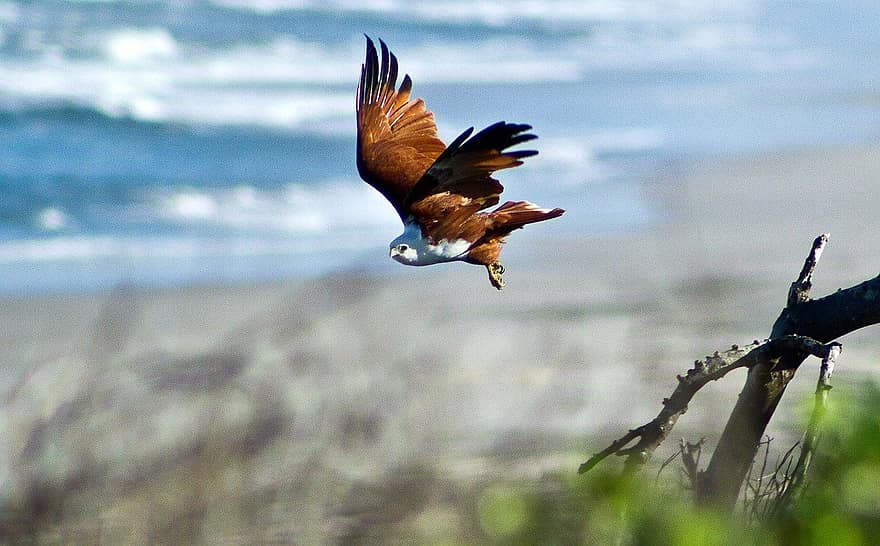 brahminy kite, πουλί, πτήση